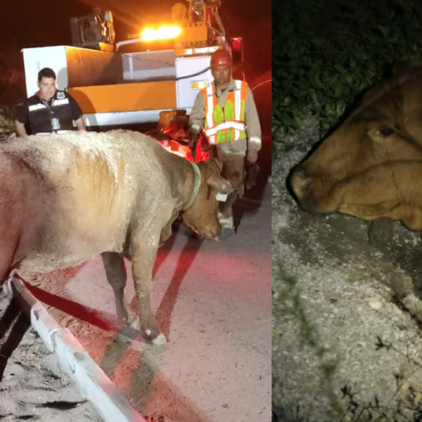 Bomberos de Hermosillo rescatan a vaca atrapada en el fango del Parque Metropolitano