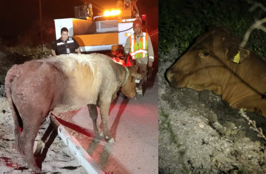 Bomberos de Hermosillo rescatan a vaca atrapada en el fango del Parque Metropolitano