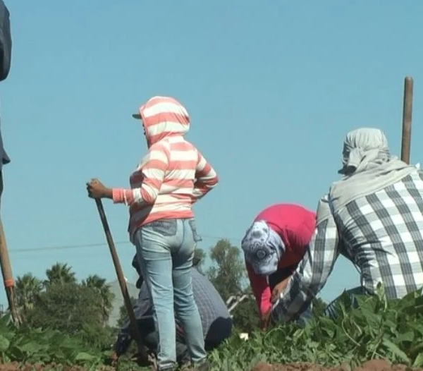 Jornaleros del Valle del Mayo piden declaratoria de desastre por sequía
