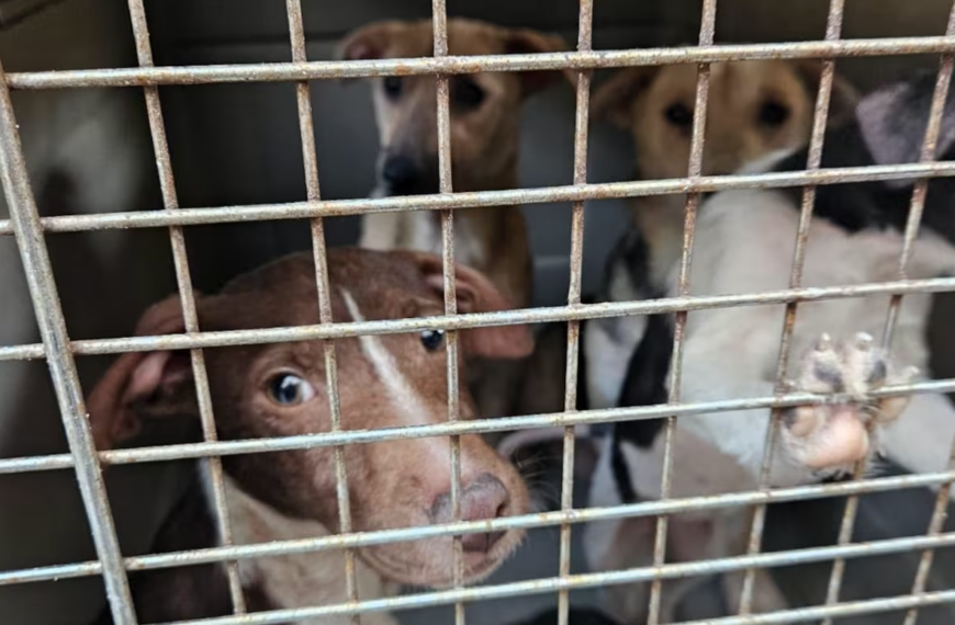 Suman 12 casos de maltrato animal judicializados en Sonora en lo que va de 2025