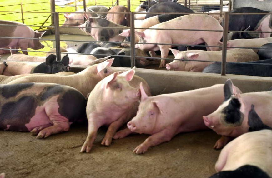 Prevén caída del 20% en la producción de carne de cerdo en Sonora por reacomodo de granjas