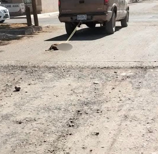 Indignación en Navojoa por imagen de presunto maltrato animal; activistas exigen justicia