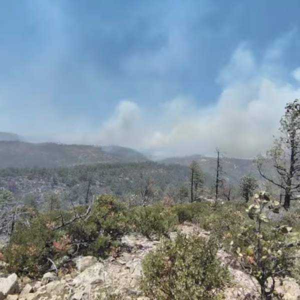 Incendio forestal en Guerrero, Chihuahua moviliza a Sedena y Protección Civil