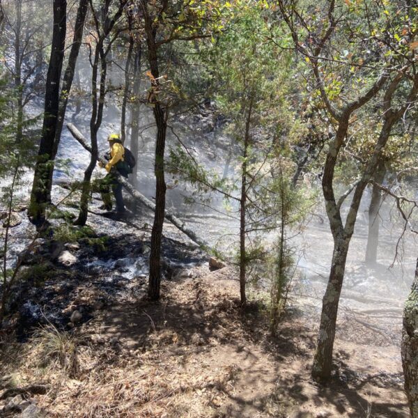 Gobierno de Sonora refuerza combate a incendios forestales con apoyo federal y municipal