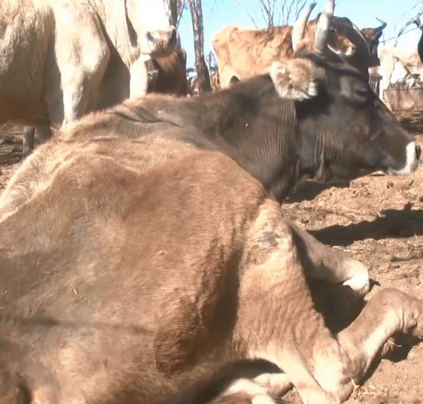 Ganaderos del Valle del Mayo piden apoyo urgente ante sequía: solicitan gavilla de trigo a agricultores