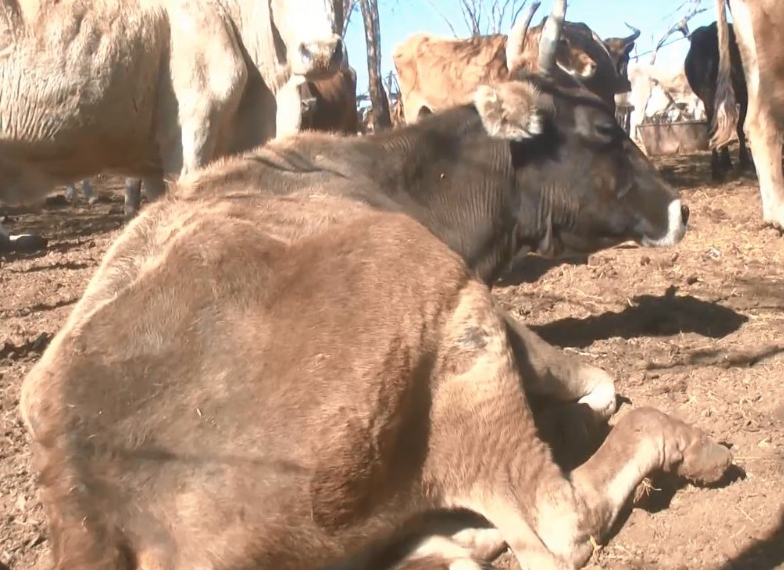 Ganaderos del Valle del Mayo piden apoyo urgente ante sequía: solicitan gavilla de trigo a agricultores