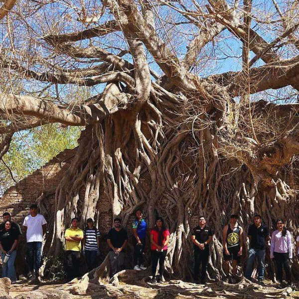 Rescatan árbol de Nacapule de más de 140 años en Navojoa