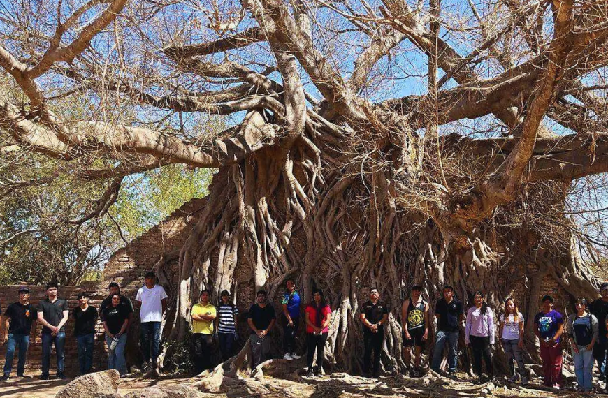 Rescatan árbol de Nacapule de más de 140 años en Navojoa