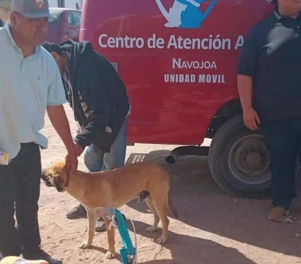 Navojoa suma dos muertes por rickettsia en lo que va del año; alertan sobre letalidad del 50%