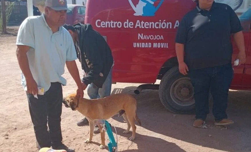 Navojoa suma dos muertes por rickettsia en lo que va del año; alertan sobre letalidad del 50%