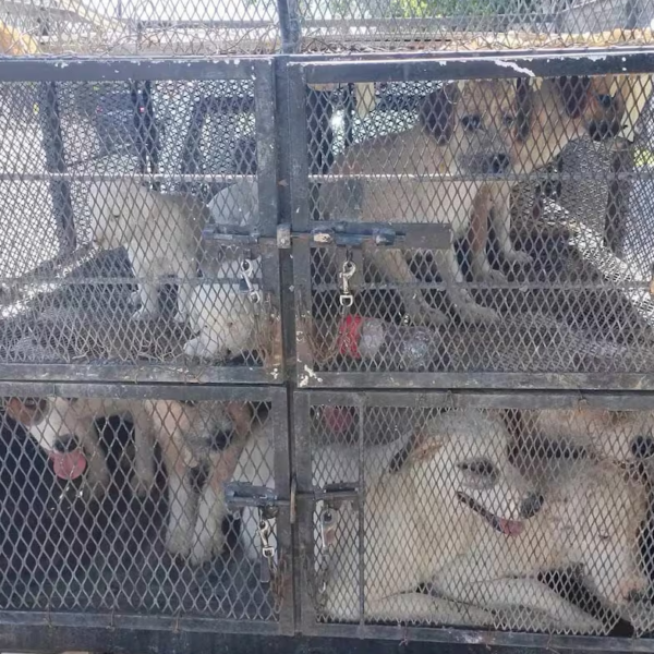 Rescatan a 25 caninos en condiciones de posible maltrato en San Luis Río Colorado