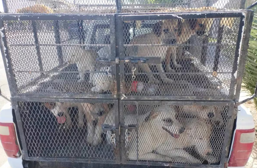 Rescatan a 25 caninos en condiciones de posible maltrato en San Luis Río Colorado