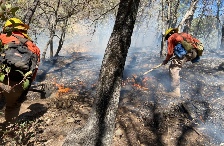Controlan el 80 % del incendio forestal en Nácori Chico; brigadas intensifican labores en otras regiones de Sonora