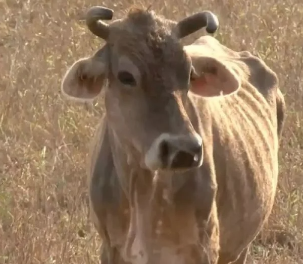 Ganaderos de la región del Mayo viven temporada crítica por sequía: hacen llamado urgente a agricultores
