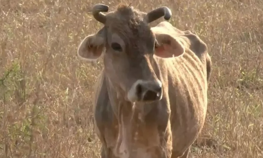 Ganaderos de la región del Mayo viven temporada crítica por sequía: hacen llamado urgente a agricultores