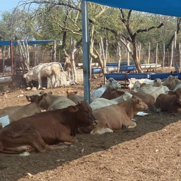 Cierre de frontera por gusano barrenador genera incertidumbre entre ganaderos de Navojoa
