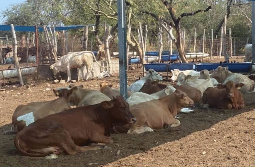 Cierre de frontera por gusano barrenador genera incertidumbre entre ganaderos de Navojoa
