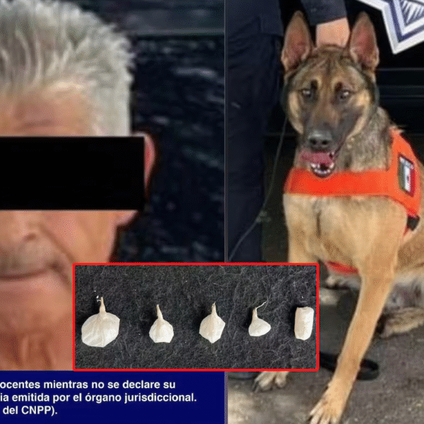 Unidad K-9 del Gobierno de Sonora alerta sobre presencia de narcóticos en Hermosillo