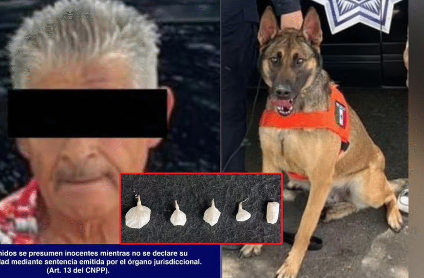 Unidad K-9 del Gobierno de Sonora alerta sobre presencia de narcóticos en Hermosillo