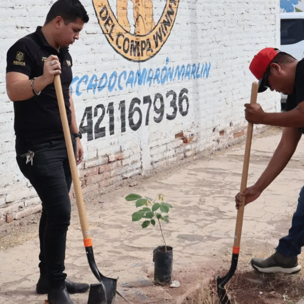Avanza en Navojoa el proyecto “Semillas Verdes” con nueva jornada de reforestación