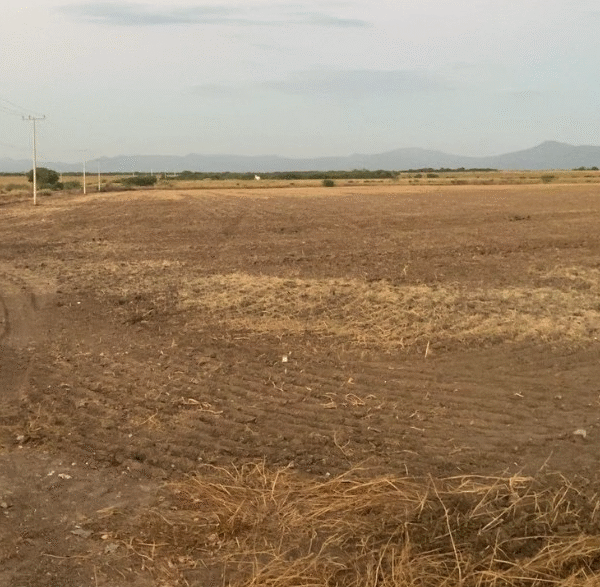 Sequía devasta el campo en Fuerte Mayo y provoca éxodo de jóvenes hacia EE.UU.