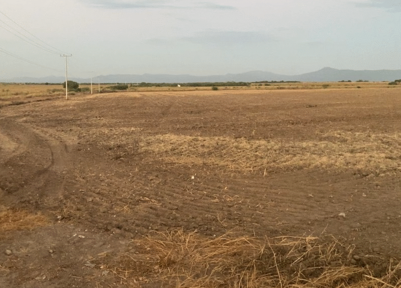 Sequía devasta el campo en Fuerte Mayo y provoca éxodo de jóvenes hacia EE.UU.