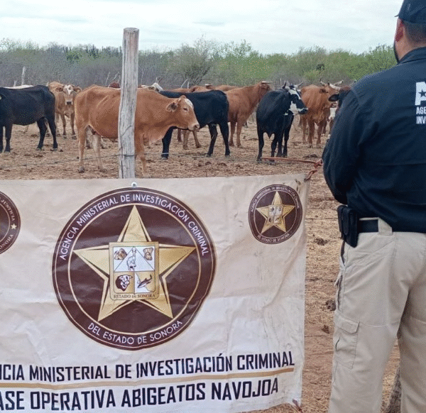 Recuperan ganado robado en Navojoa; dos sospechosos identificados