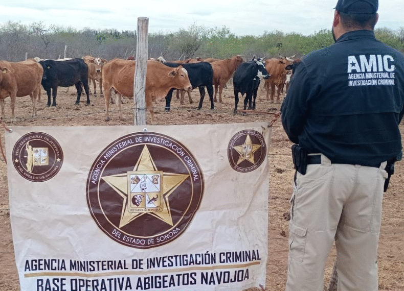 Recuperan ganado robado en Navojoa; dos sospechosos identificados