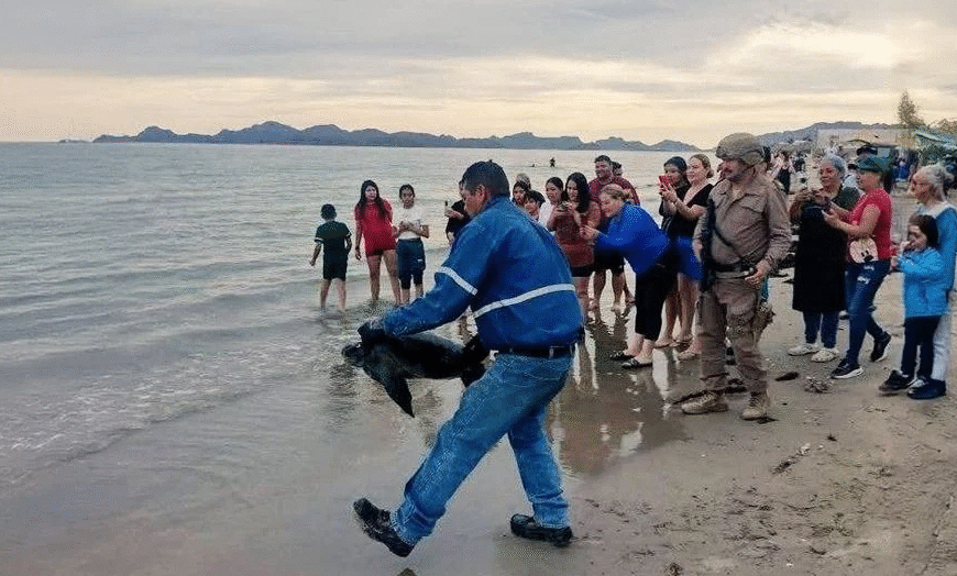 Liberan tortugas marinas varadas en playa Cochórit de Empalme