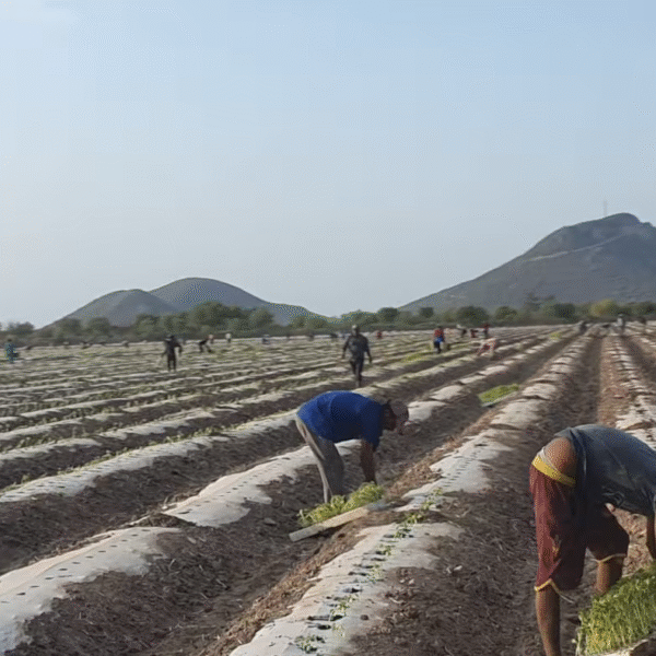 Crisis agrícola en el sur de Sonora provoca aumento en la migración