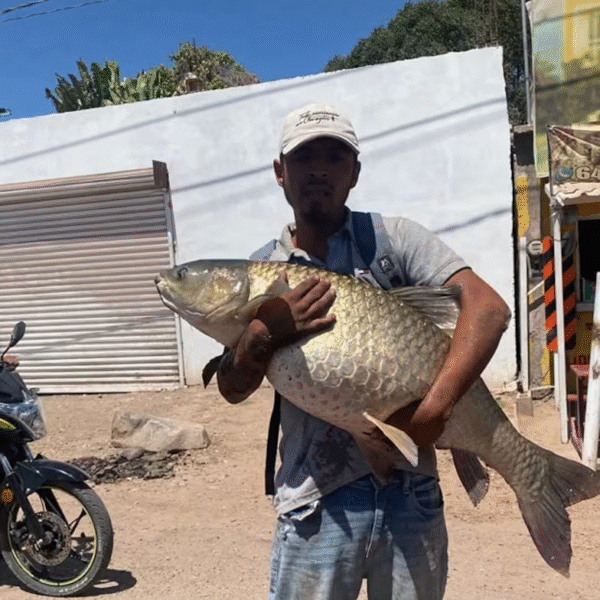 Carpa “gigante” extraída del canal es normal; hacen llamado a protegerla en su etapa reproductiva