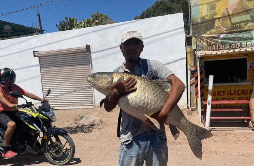 Carpa “gigante” extraída del canal es normal; hacen llamado a protegerla en su etapa reproductiva