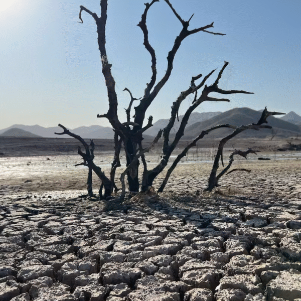 Buscan declarar al sur de Sonora como zona de desastre natural por sequía