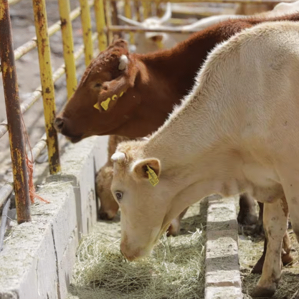 Ganaderos de Sonora esperan reanudar exportaciones de ganado a Estados Unidos