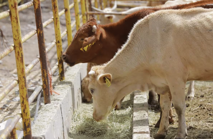 Ganaderos de Sonora esperan reanudar exportaciones de ganado a Estados Unidos