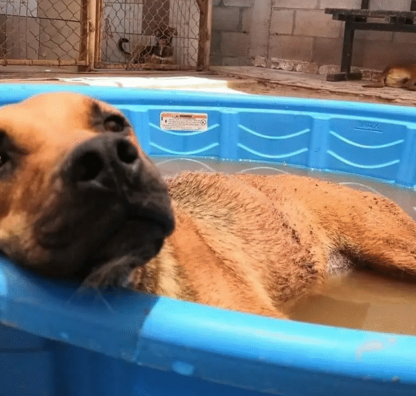 Llaman a vigilar a mascotas ante golpes de calor en Sonora