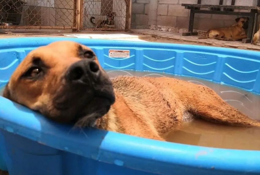 Llaman a vigilar a mascotas ante golpes de calor en Sonora