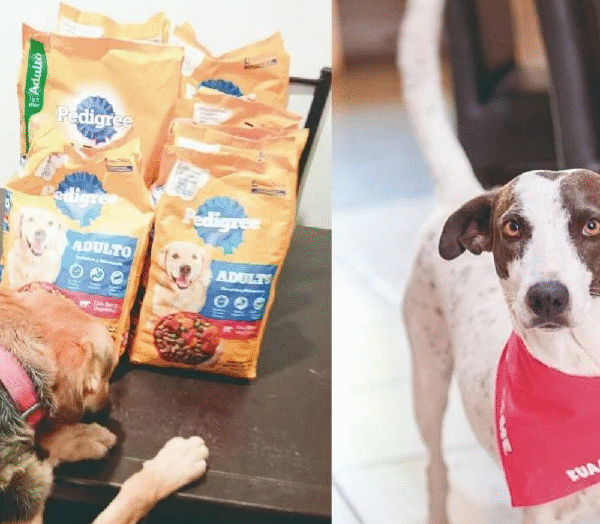 Kuaan Mani: El colectivo que rescata y alimenta con amor a perros callejeros en Hermosillo