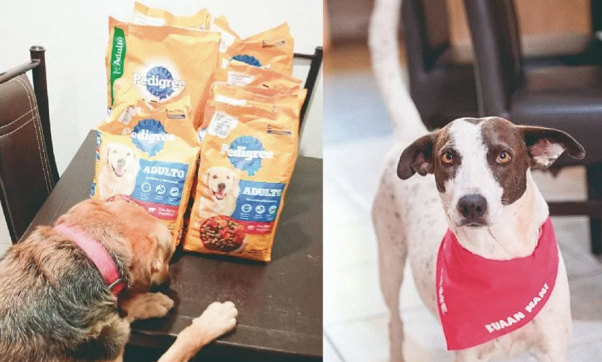 Kuaan Mani: El colectivo que rescata y alimenta con amor a perros callejeros en Hermosillo