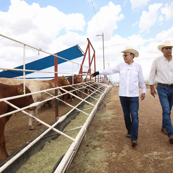 Sonora reafirma liderazgo en sanidad animal con reactivación de exportaciones ganaderas