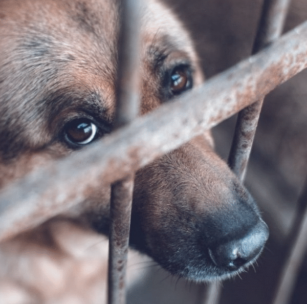 Preocupa incremento de casos de maltrato animal en Navojoa; impulsan ley municipal para denuncias