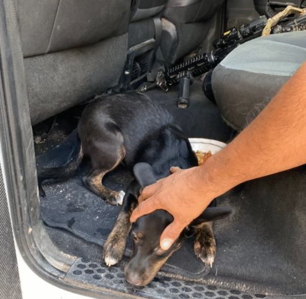 Denuncia ciudadana salva a perrita de cruel agresor en Navojoa