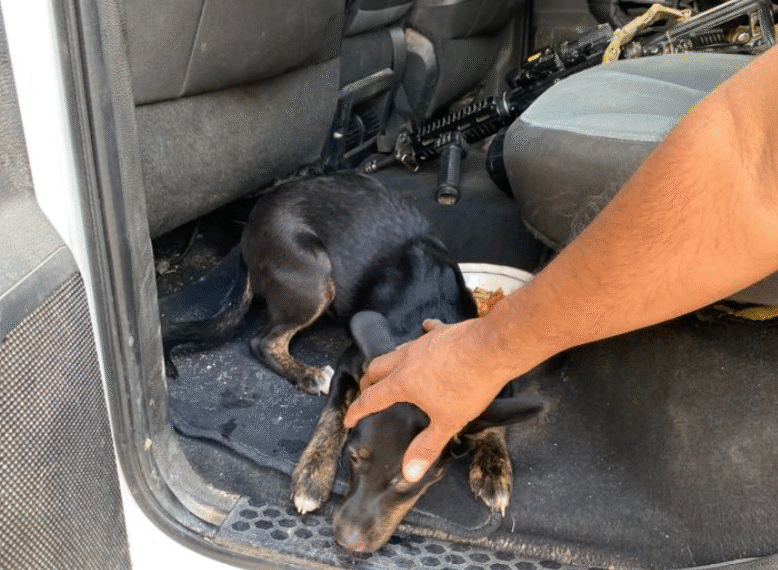 Denuncia ciudadana salva a perrita de cruel agresor en Navojoa