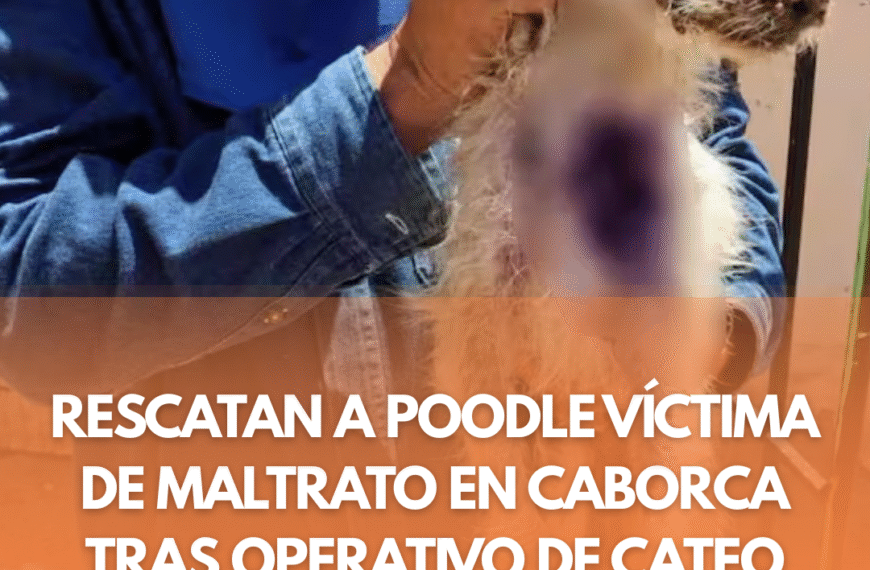 Rescatan a Poodle víctima de maltrato en Caborca tras operativo de cateo