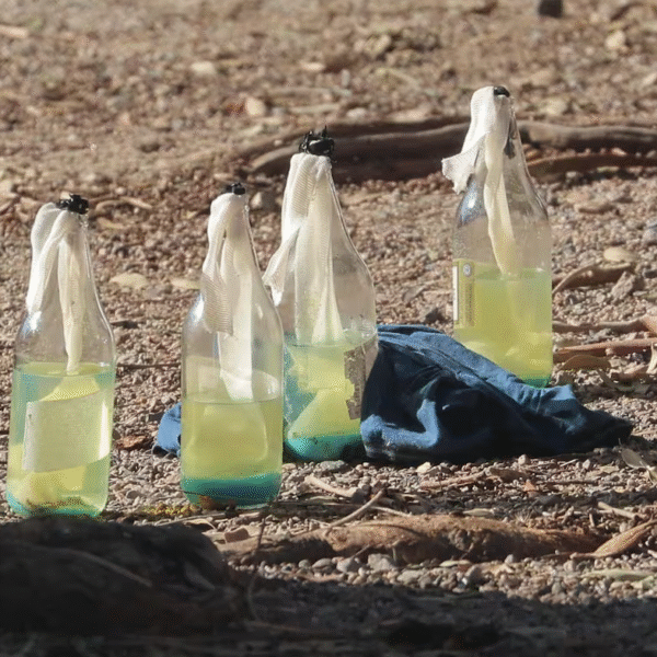 Suspenden clases en primaria de Hermosillo tras hallazgo de bombas molotov