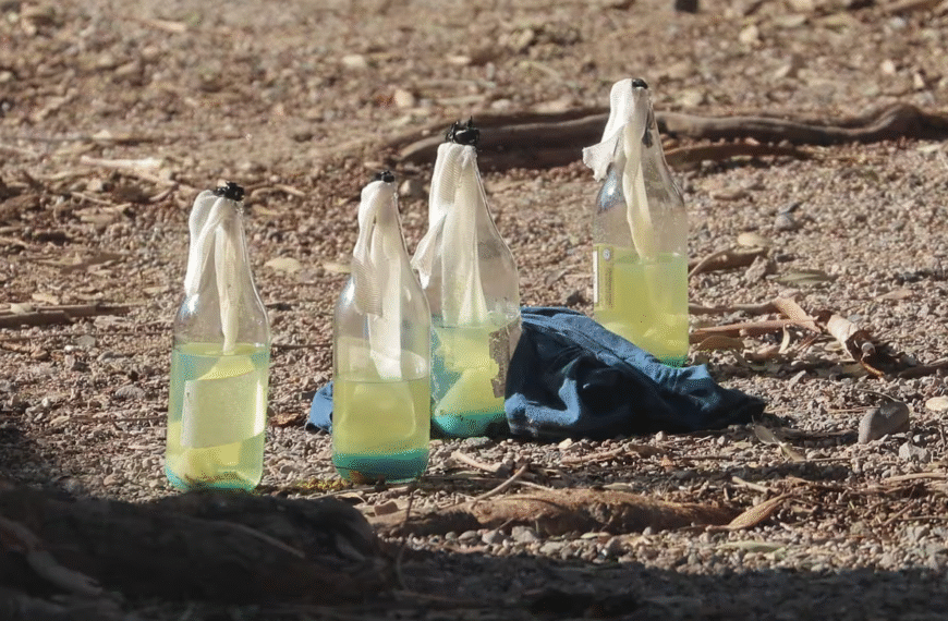 Suspenden clases en primaria de Hermosillo tras hallazgo de bombas molotov