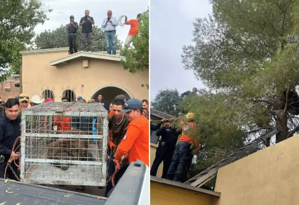 Rescatan a oso silvestre en Agua Prieta y lo trasladan al Centro Ecológico de Hermosillo