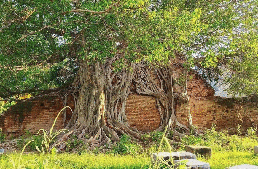 El histórico Nacapule de Navojoa revive tras las lluvias y emociona a la comunidad