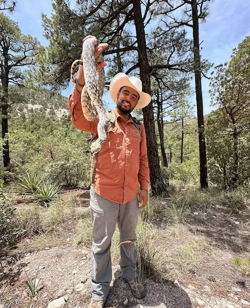 Buscan salvar en Sonora a la serpiente de cascabel en peligro de extinción