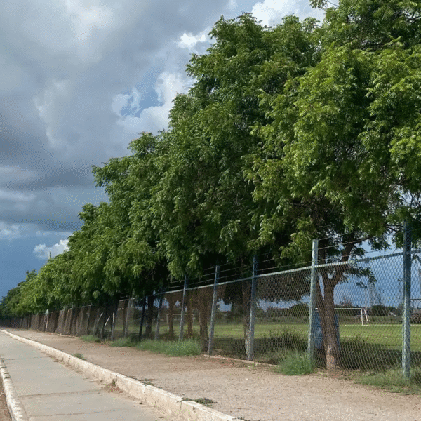 Refuerzan vigilancia en unidades deportivas de Navojoa